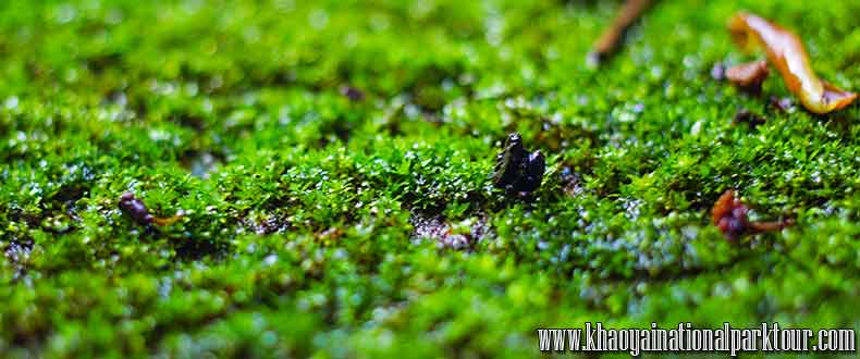 Green Fern Leaves of Rain Forest, Khao Yai Elephant Trekking Day Tour