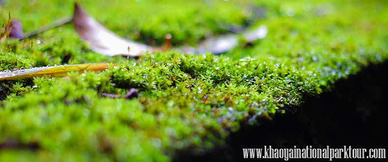 Green Fern Leaves of Rain Forest, Khao Yai Elephant Trekking Day Tour