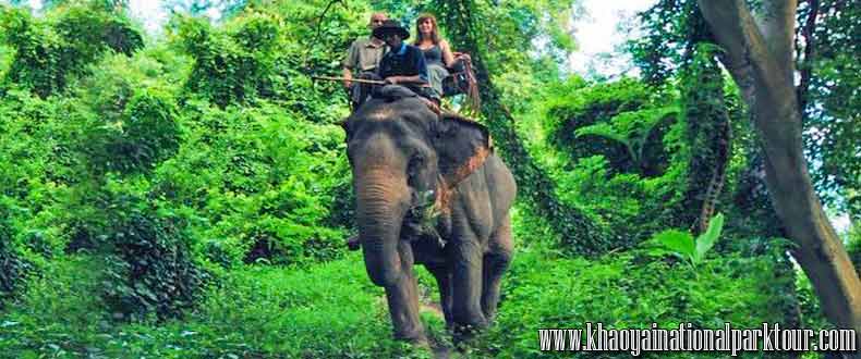 Enjoy to Elephant Ride at Khaoyai National Park, Khao Yai Elephant Trekking Day Tour