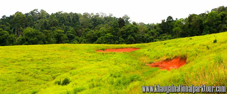 Khao Yai National Park (อุทยานแห่งชาติเขาใหญ่)่ is Thailand’s first national park covering an area in 4 provinces; namely, Saraburi, Nakhon Ratchasima, Prachin Buri, and Nakhon Nayok. It was enlisted among the ASEAN Heritage Parks and is the origin of a number of major streams and rivers,Khao yai tour 2 days 1 night tour from Bangkok Thailand