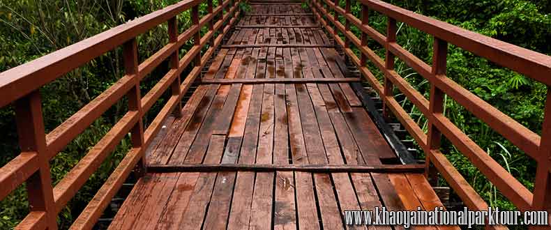 Cross to he wooden bridge in to the Jungle forest in Khao Yai National Park ,Khao Yai Tour from Bangkok Thailand