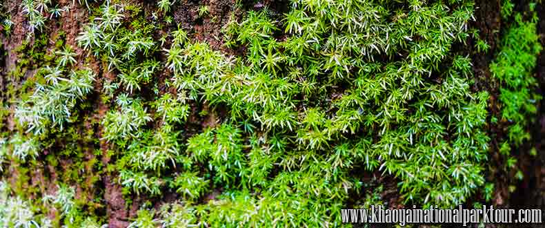 Green Firn Plant Forest in Khaoyai National Park, Khao Yai Trekking Tour