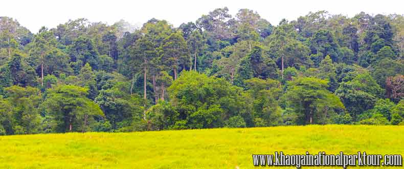 Khao yai trekking tour,day trip from bangkok to khao yai national park