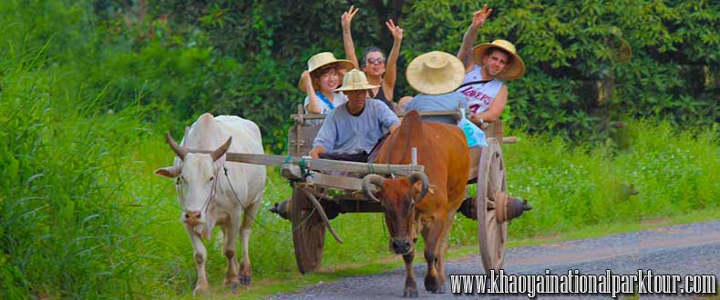 Enjoy to Ox-cart riding The traditional The Transport in the past. You can see the mountain view and rice field,Khao Yai Tour from Bangkok