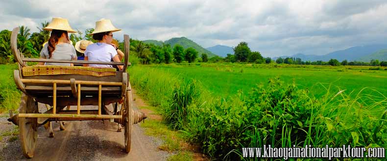 Enjoy to ox cart riding, The traditional Thai transport in the past. You will be exciting to ox cart riding and see to the beautiful view of mountain and rice field ,Khao Yai National Park Tours from Bangkok