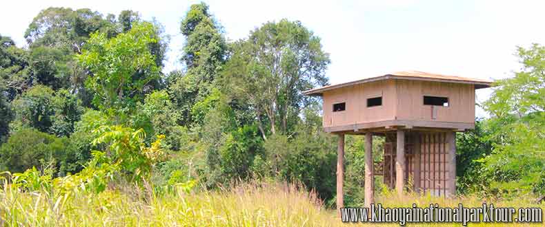 Nong Phak Chi Wildlife Watching Tower at Khaoyai National Park 