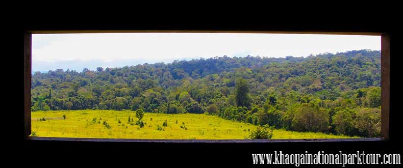 Nong Phak Chi Wildlife Watching Tower at Khaoyai National Park 