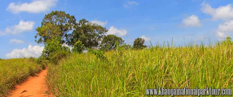 Nong Phak Chi Wildlife Watching Tower at Khaoyai National Park 