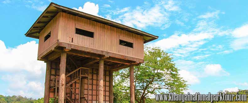 Nong Pak Chi Observation Tower Hiking, animal watching and forest camping in Khao Yai national park, Khao Yai National Park Tour Bangkok Thailand