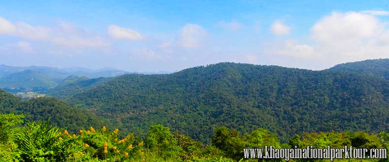 Green forest Khao Yai ,Khao Yai National Park Tours from Bangkok Thailand