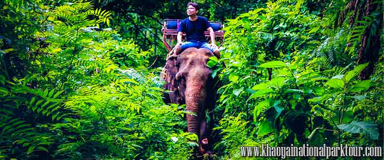 Very exciting Elephant trekking riding ,khao yai tour 2 days 1 night tour from Bangkok Thailand