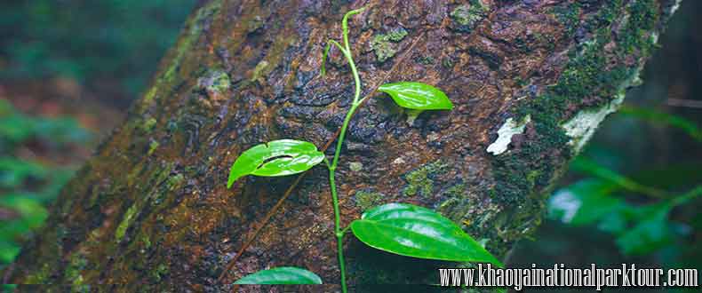 Green leaves of rain rain forest in Khaoyai National Park ,Khao yai tour 2 days 1 night tour from Bangkok Thailand