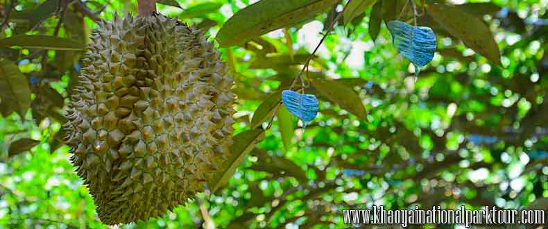 Durian Thai Fruit, Visit Fruit plantation, Thai Touch Tour Nakhon Nayok