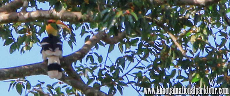 Khao Yai Bird Watching Day Tour, Enjoy to watching to many species of birds such as; find Red-headed Trogon, Dusky Broadbill, Blue Pitta, Greater Flame back, Slaty-backed.in Khaoayai National Park