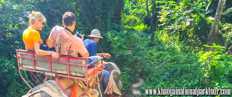 Khao Yai Elephant Ride Tour Take an elephant ride through a dense jungle trek and enjoy the beautiful sites and scenery of nature in Khaoyai national park