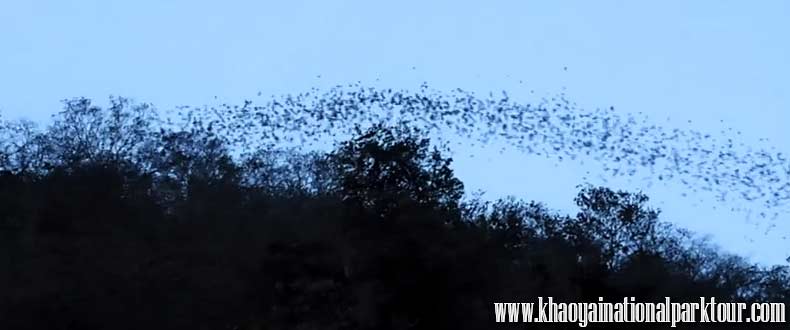 Khao yai bat cave tour watch millions of bats leave their cave in swarms for their nighttime hunt