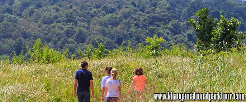Khao Yai National Park Full Day Tour