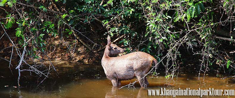 Khao yai national park day tour Bangkok to Khao yai national park full day trip tours from Bangkok trekking wildlife trip Khaoyai tours