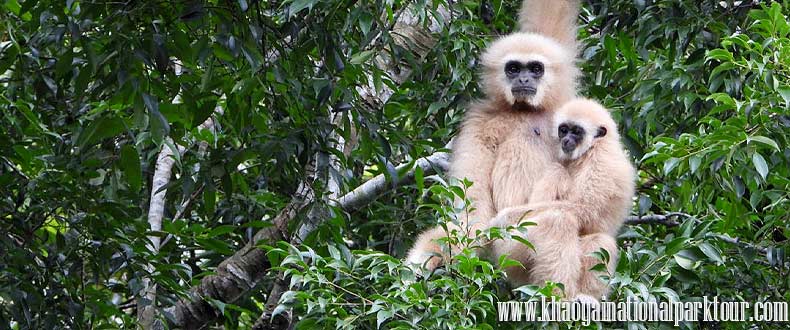 Khao yai national park day tour Bangkok to Khao yai national park full day trip tours from Bangkok trekking wildlife trip Khaoyai tours