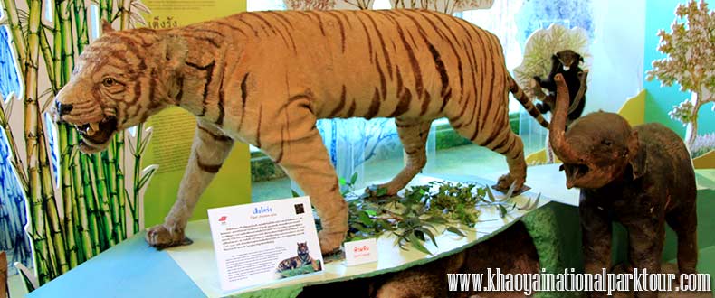The visitor center also includes exhibits on the natural environment and wildlife of Khao Yai and has information about Khaoyai