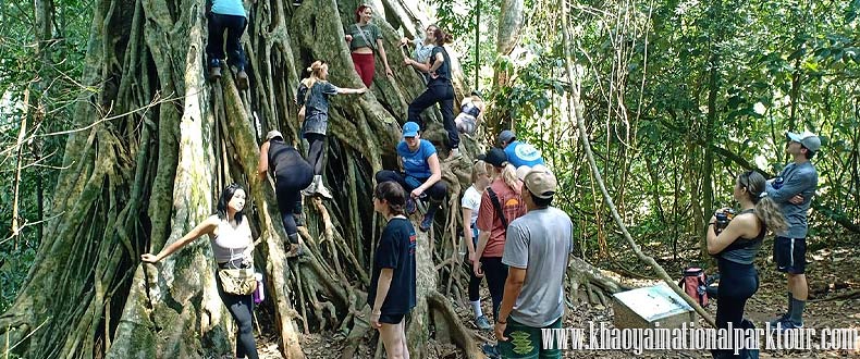 Enjoy to see  ancient Banyan tree at the Khao Yai National Park, Khao Yai Tour from Bangkok