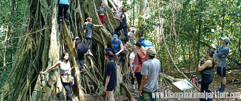 Enjoy to see ancient Banyan tree at the Khao Yai National Park, Khao Yai Tour from Bangkok