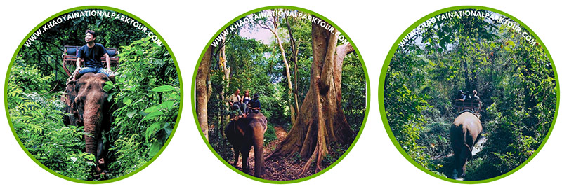 Khao yai elephant ride tour