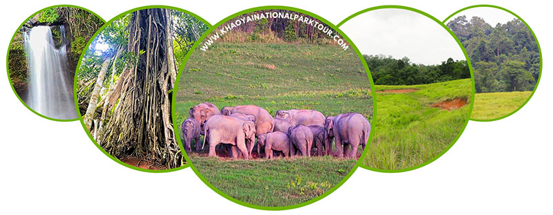 Adventure wildlife khao yai national park tours Khao Yai 1 Day Tour from Pak Chong or from Bangkok trip to trekking through evergreen forest Khao Yai 1 Day Tour