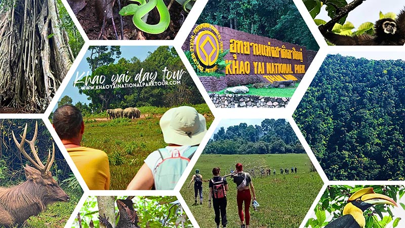 Khao yai tour from Pak chong or Khao yai tour from Bangkok Khao yai national park tours Thailand. Joint tour and Private tour trip booking