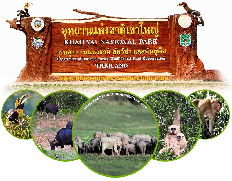 Khao Yai Tour A wild life nature lover’s paradise trip to Khao yai national park tours Bangkok and khao yai tour package tourist attractions