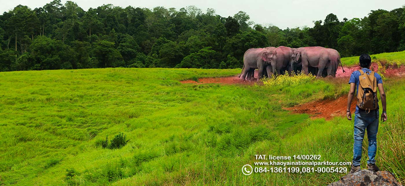 Khao yai national park tours from Bangkok and Pak chong Thailand Khao yai tour from Pak chong or Khao yai tour from Bangkok Khao yai national park tours Thailand Joint tour and Private tour trip booking