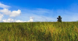 How to Get to Khao Yai From Bangkok