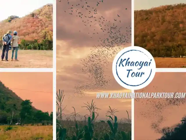 Khao Yai Bat Cave Tour
