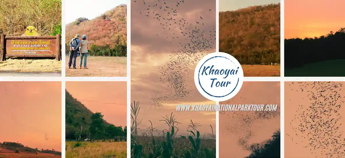 Khao Yai Bat Cave Tour