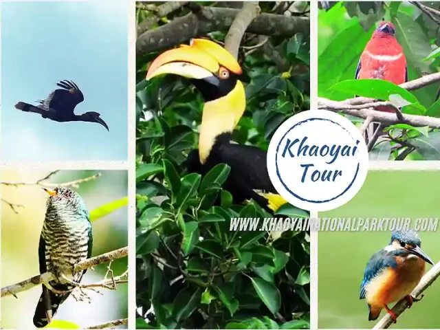 Khao Yai Bird Watching Day Tour