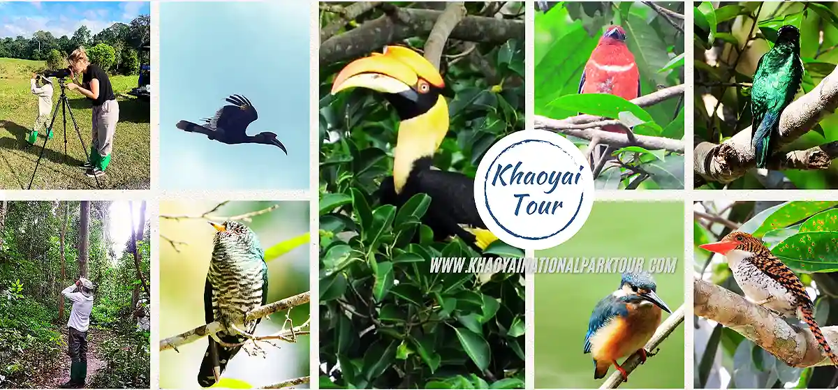 Khao Yai Bird Watching Day Tour