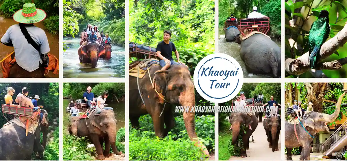 Khao Yai Elephant Ride Tour